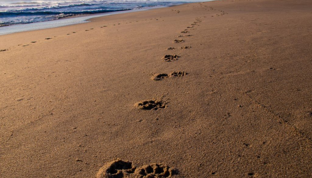 Footprints