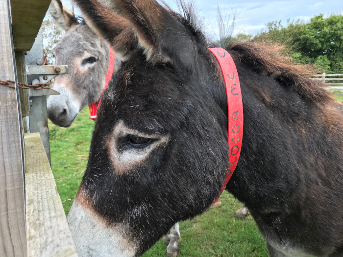 Motorhoming, Caravanning and Camping in South Devon - Here We Tow Sidmouth Donkey Sanctuary