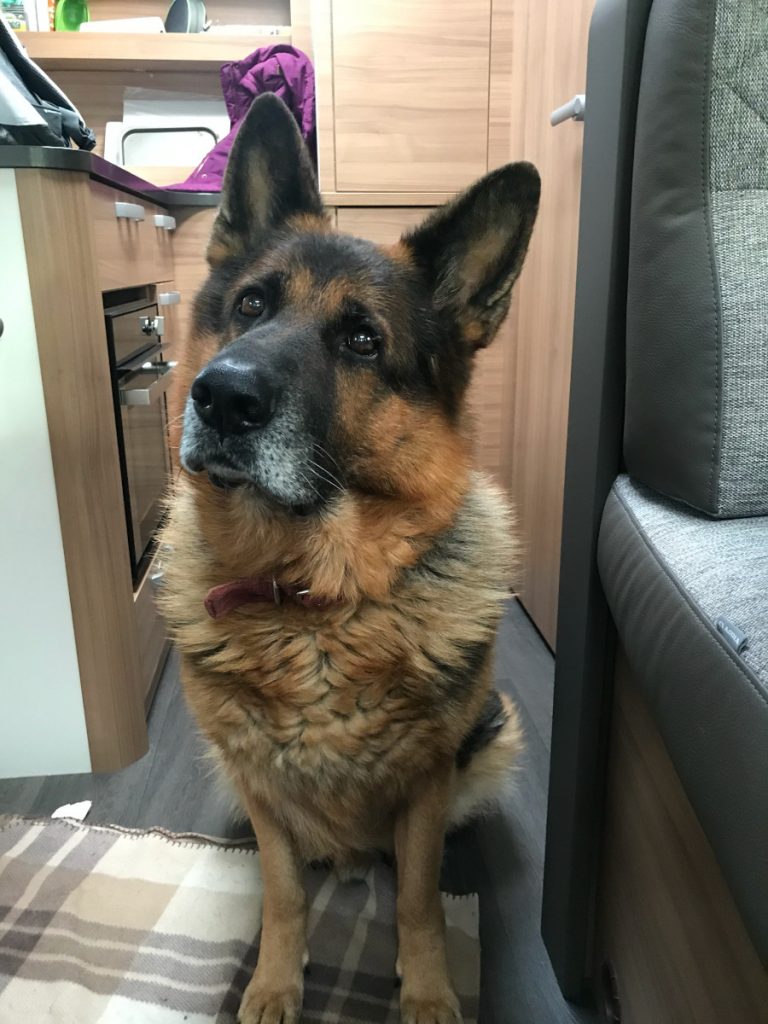 Motorhoming with Dogs: 5 Top Tips Fudge
